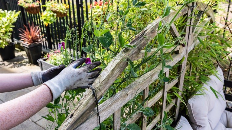 Contestant balcony as part of our Sky Gardening Challenge 2024, in Manchester